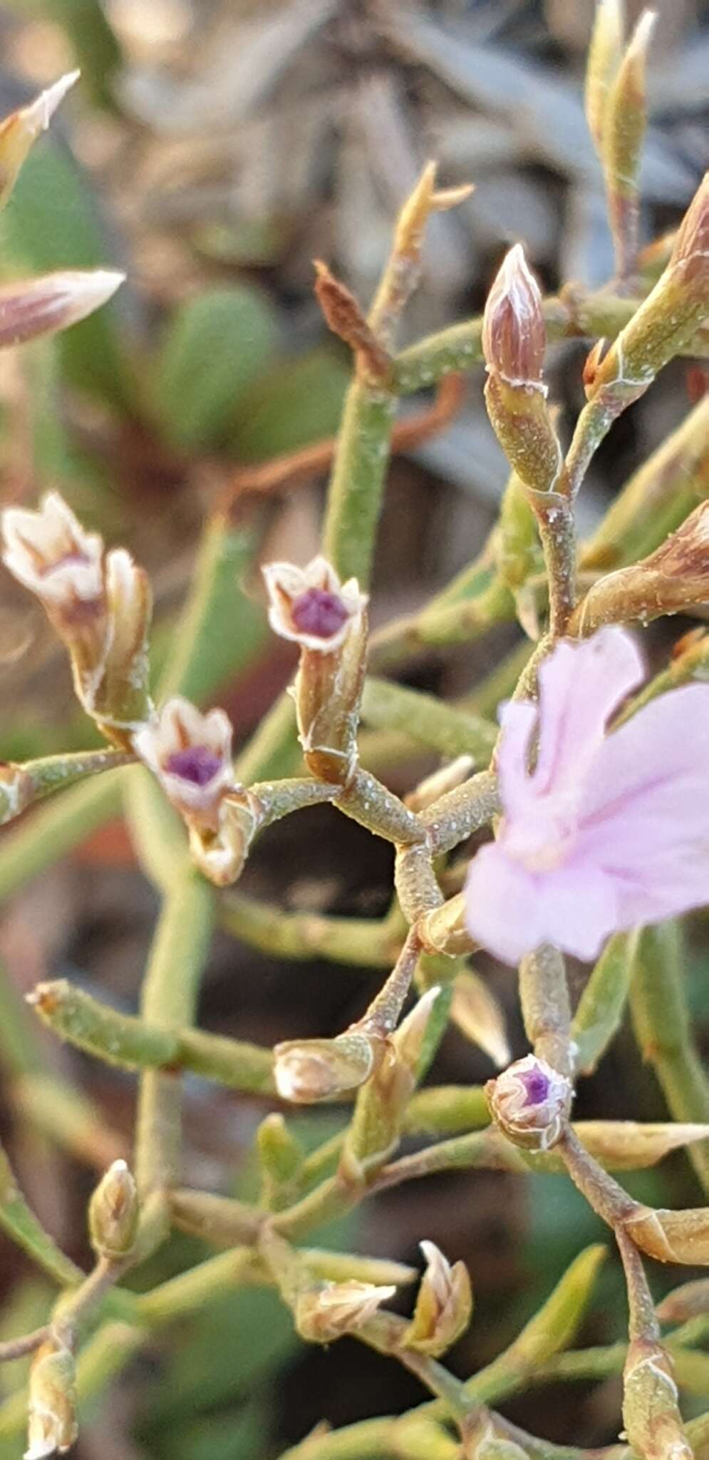 Image of Limonium pontium Pignatti