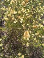 Image of Melaleuca systena L. A. Craven