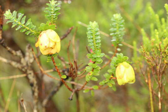 Image de Darwinia collina Gardn.