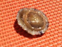 Image of Mediterranean limpet