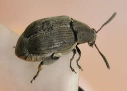 Sivun Bruchidius villosus (Fabricius 1792) kuva