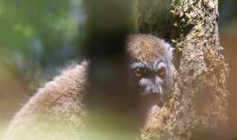 Image of Bamboo Lemur