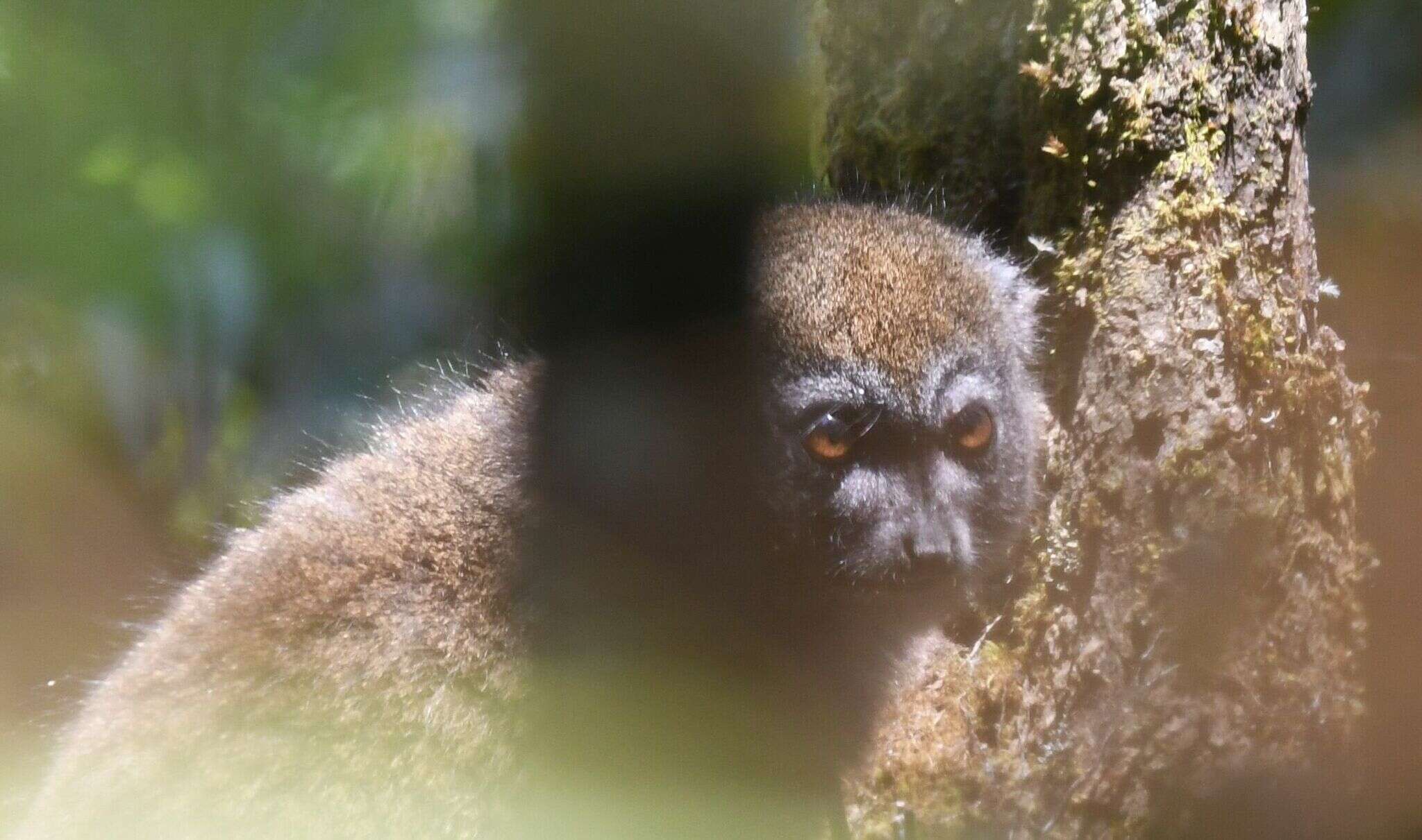 Image of Bamboo Lemur