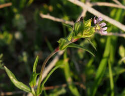 Imagem de Silene alexandrina (Aschers.) Danin