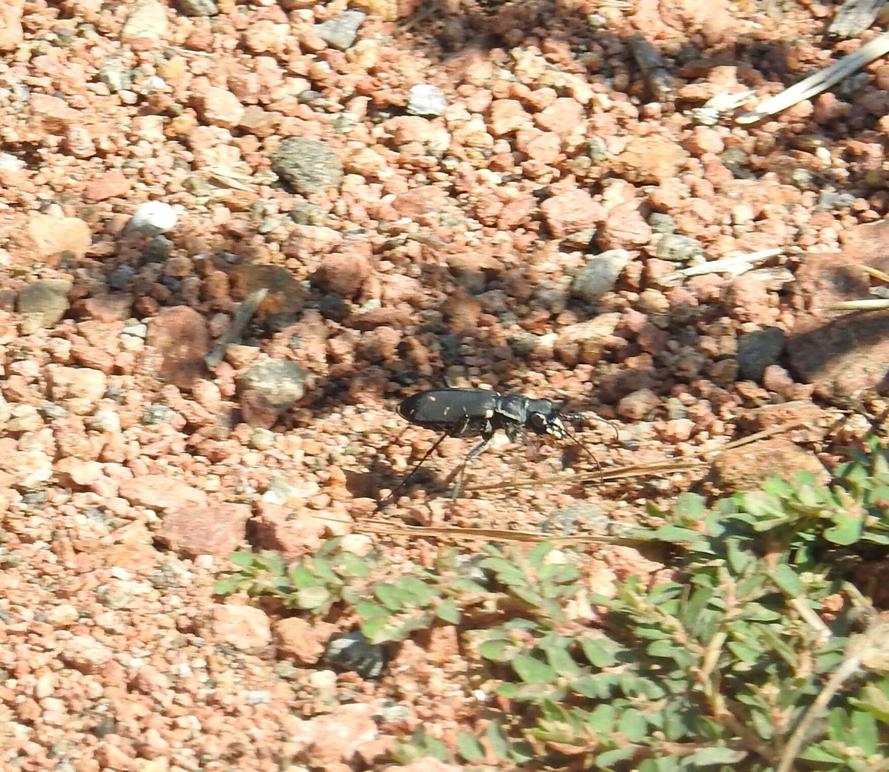 Image of Cicindela (Cicindelidia) obsoleta vulturina Le Conte 1853