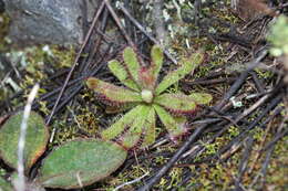 Image of <i>Drosera ericgreenii</i> A. Fleischm., R. P. Gibson & Rivadavia