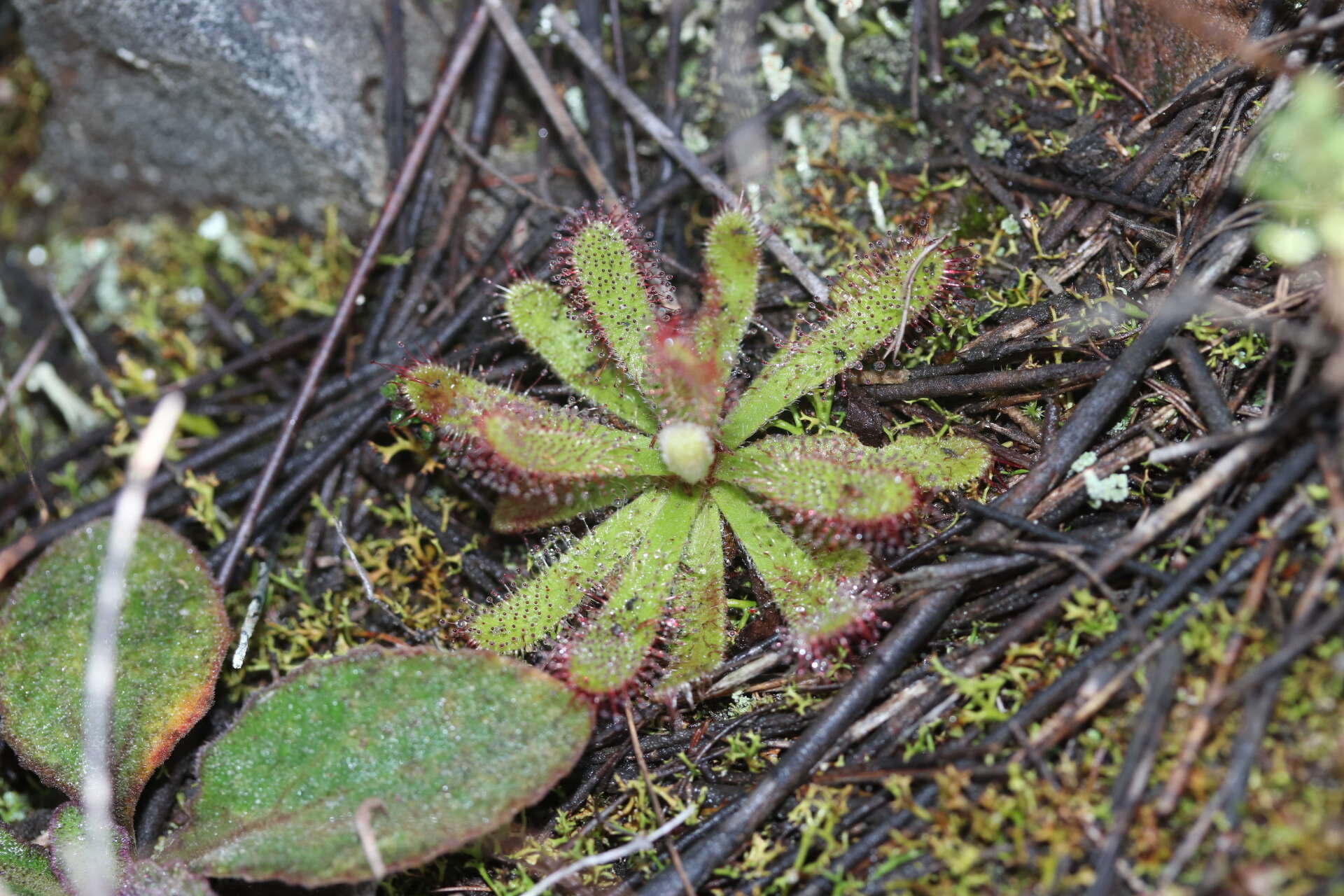 Imagem de <i>Drosera ericgreenii</i> A. Fleischm., R. P. Gibson & Rivadavia