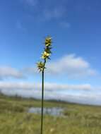 Слика од Carex echinata subsp. phyllomanica (W. Boott) Reznicek