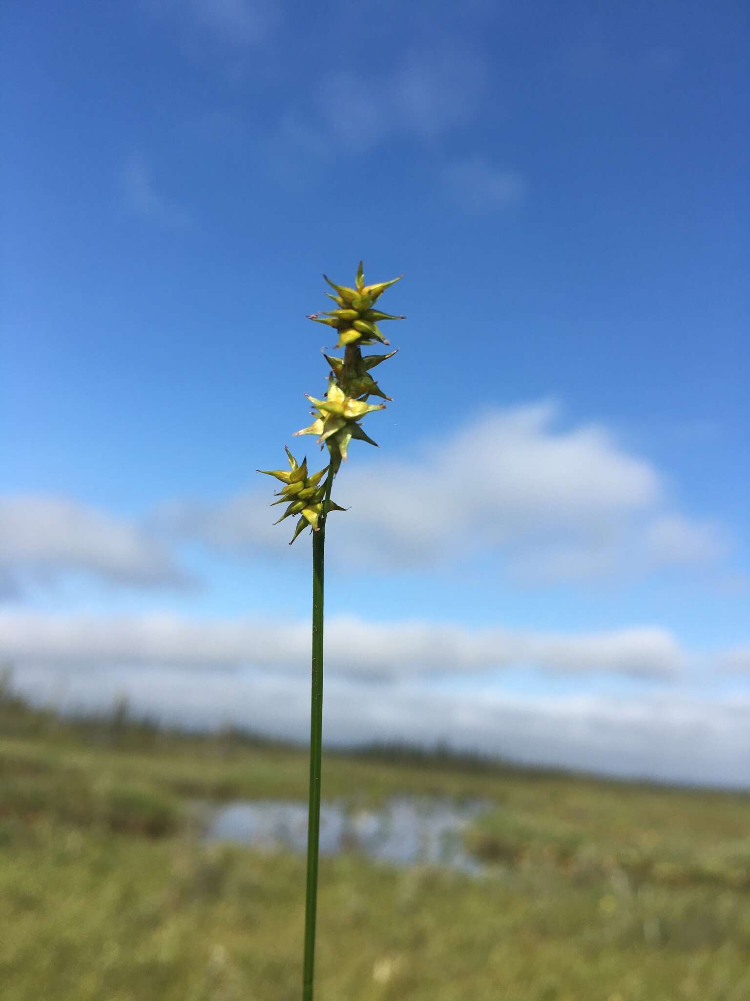 Слика од Carex echinata subsp. phyllomanica (W. Boott) Reznicek