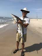 Image of Sandbar Shark