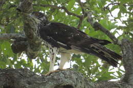 Image of African Hawk-Eagle