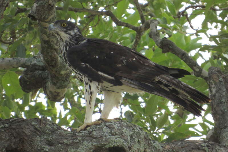 Image of African Hawk-Eagle