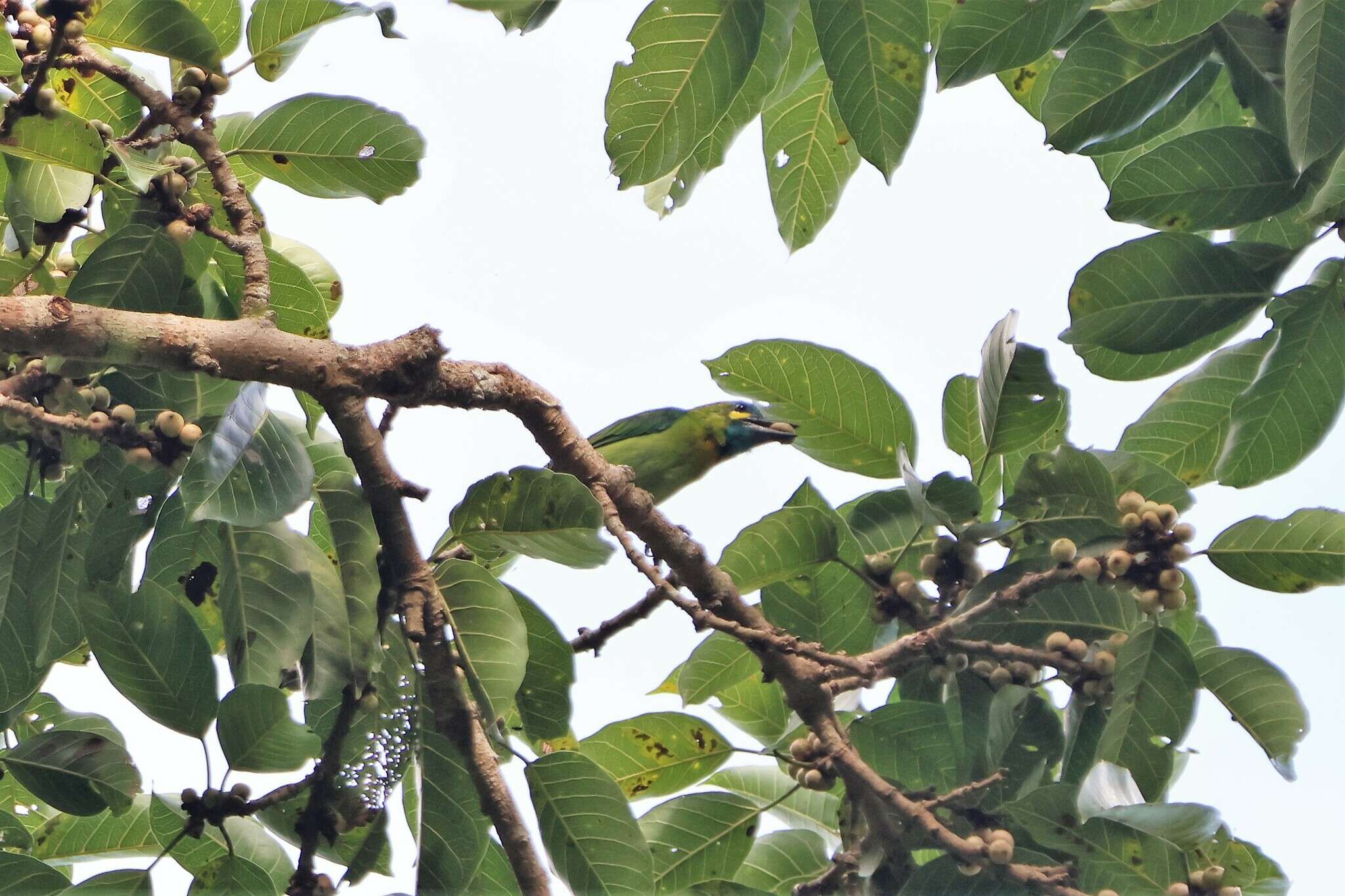 Image of Blue-eared Barbet