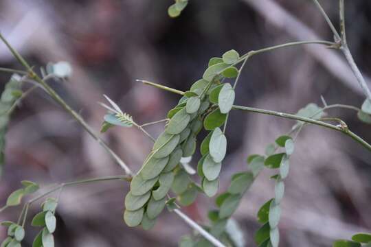 Image de Zapoteca formosa subsp. schottii (S. Watson) H. M. Hern.