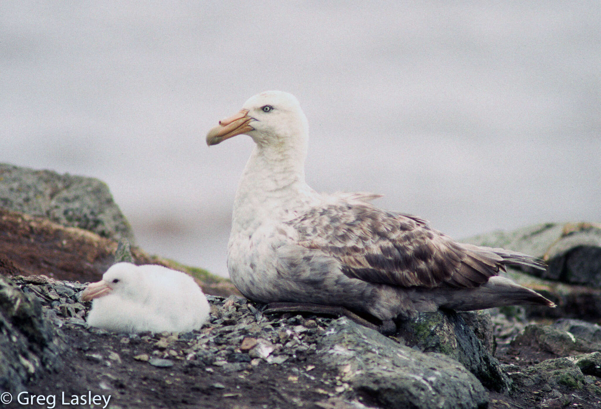 Image of Antarctic Giant-Petrel