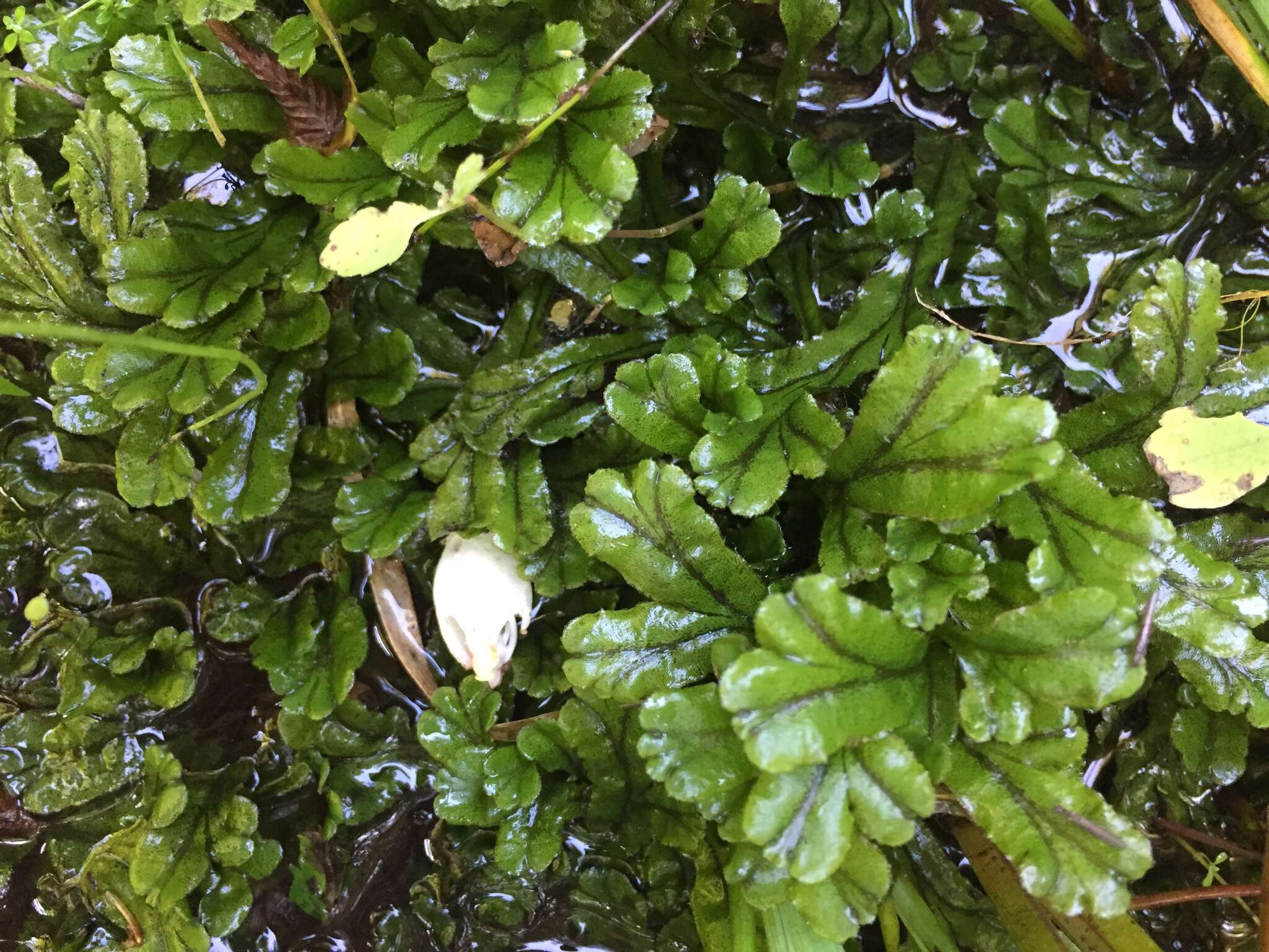 Image of Marchantia polymorpha subsp. polymorpha L.