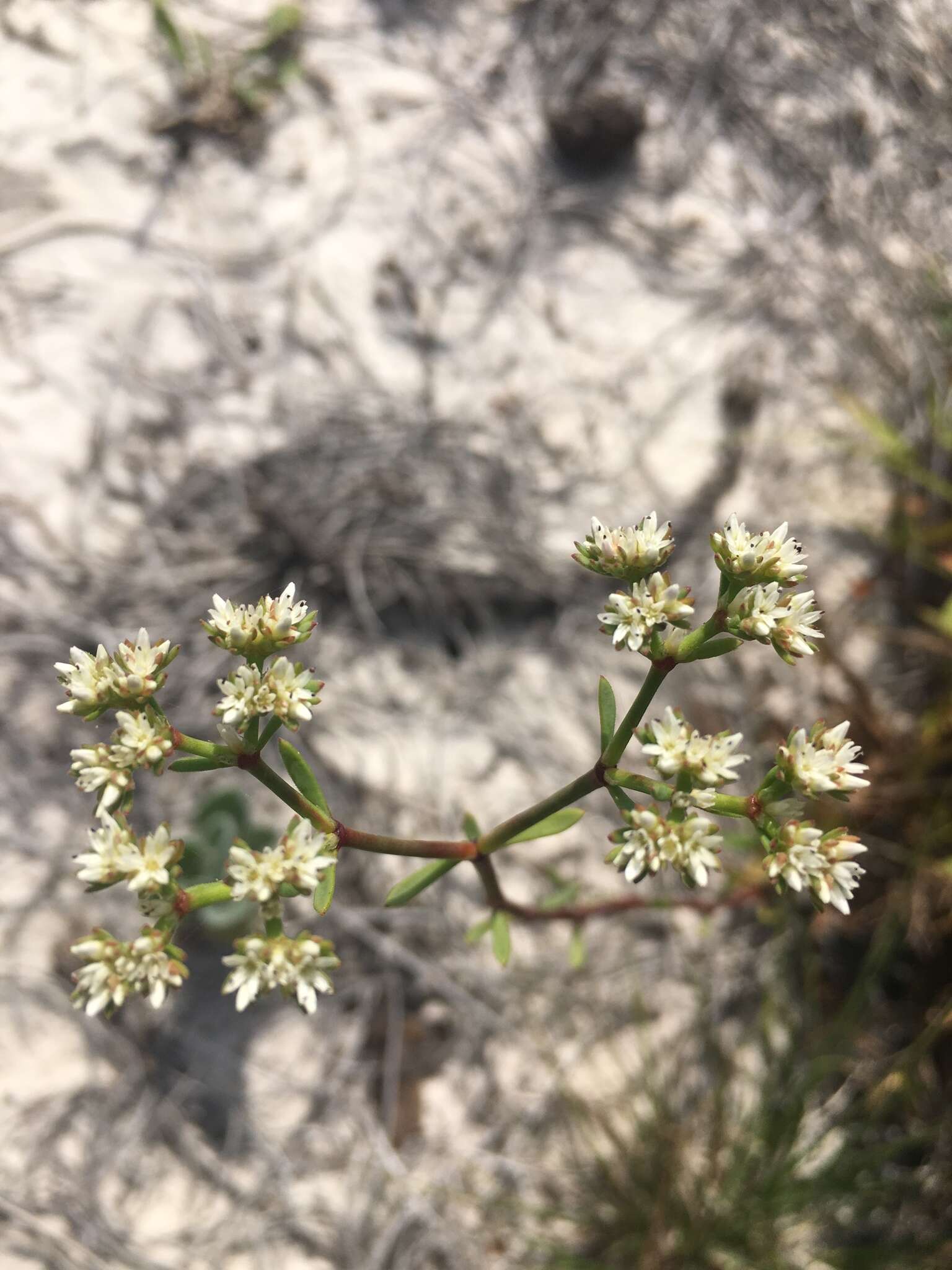 Paronychia rugelii (Chapm.) Shuttlew. ex Chapm.的圖片