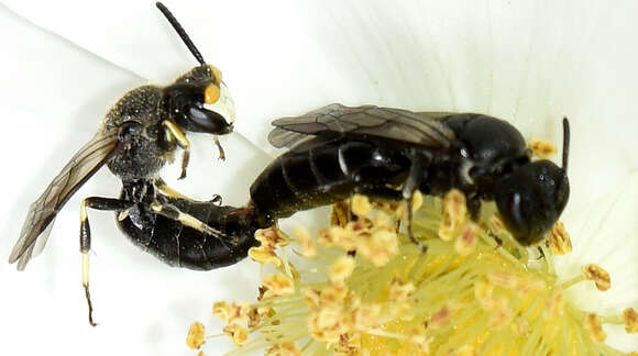 Imagem de Hylaeus basalis (Smith 1853)