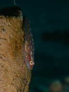 Image of Cling goby