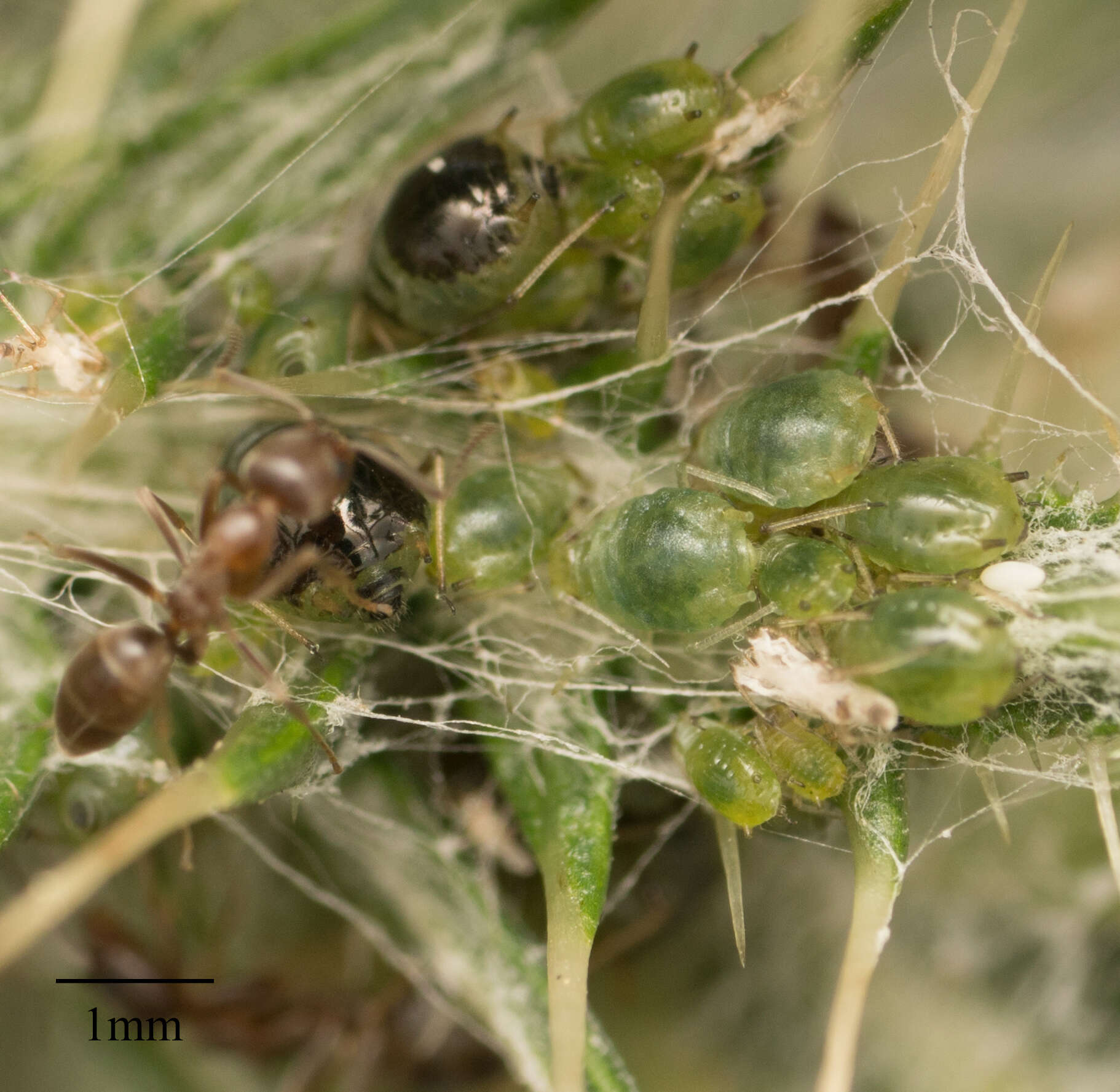 Слика од Brachycaudus (Prunaphis) cardui (Linnaeus 1758)