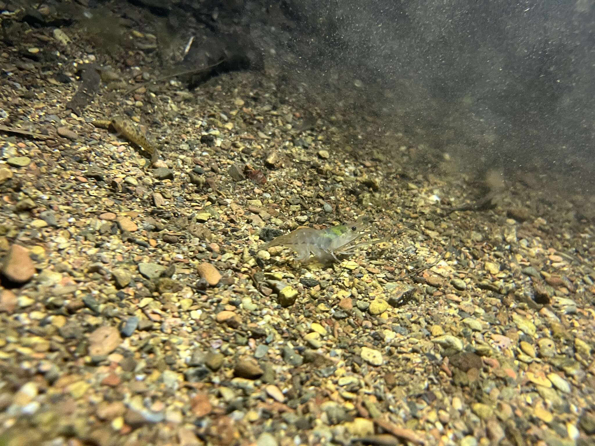 Image of Purple-spotted gudgeon