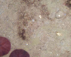 Image of 12-tentacle burrowing anemone