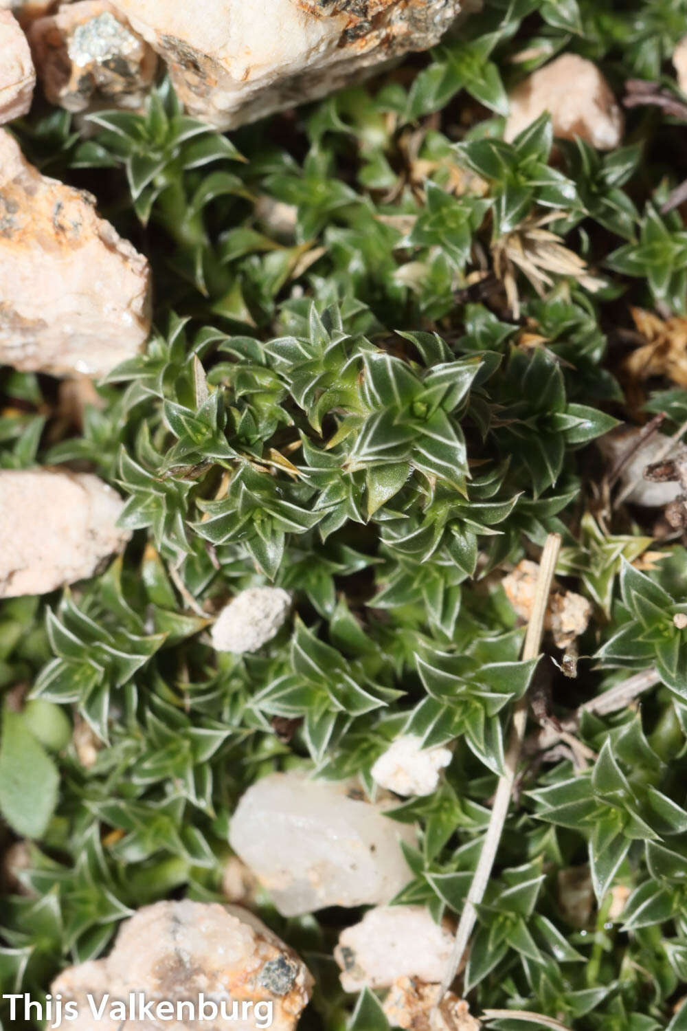 Image of Arenaria querioides Willk.