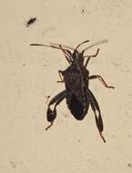 Image of Leaf-footed Pine Seed Bug