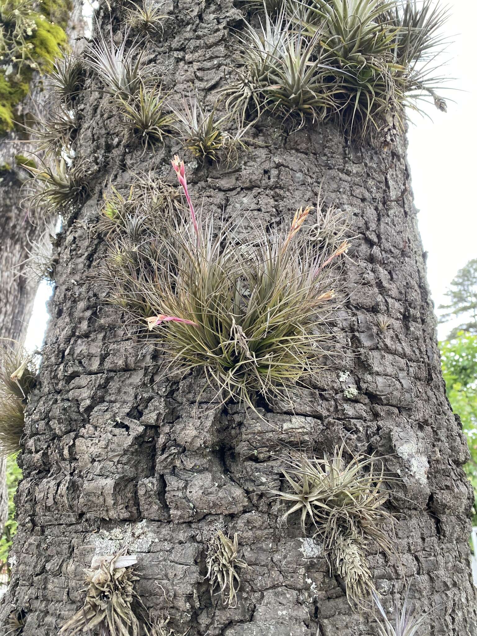 Image of narrowleaf airplant