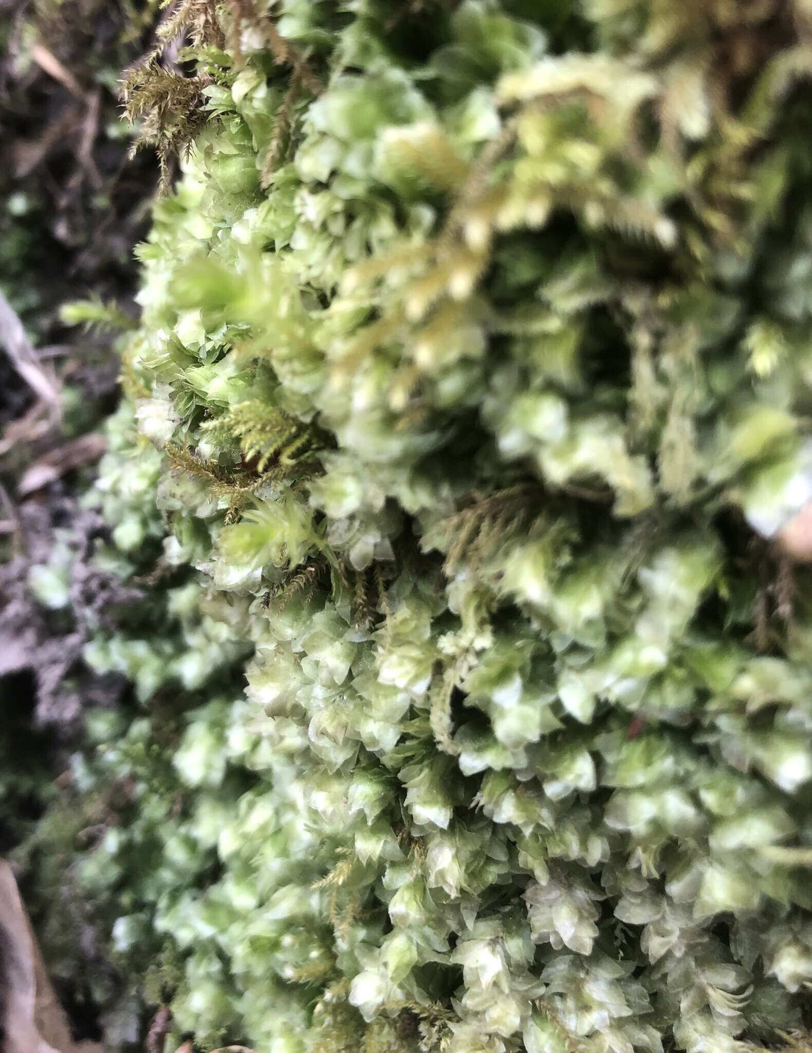 Image of hookeria moss