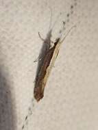 صورة Plutella xylostella Linnaeus 1767