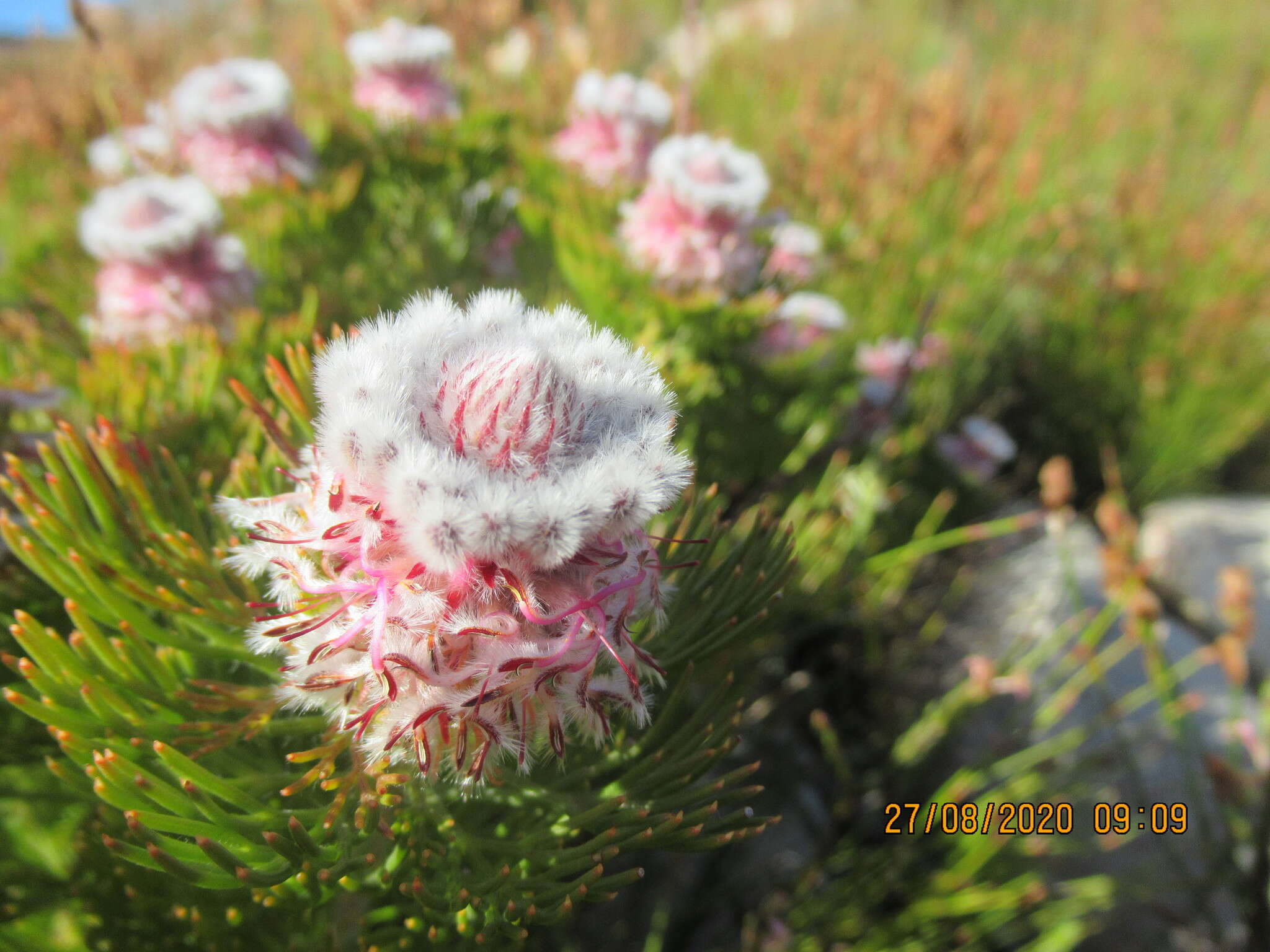 Image of Serruria hirsuta R. Br.