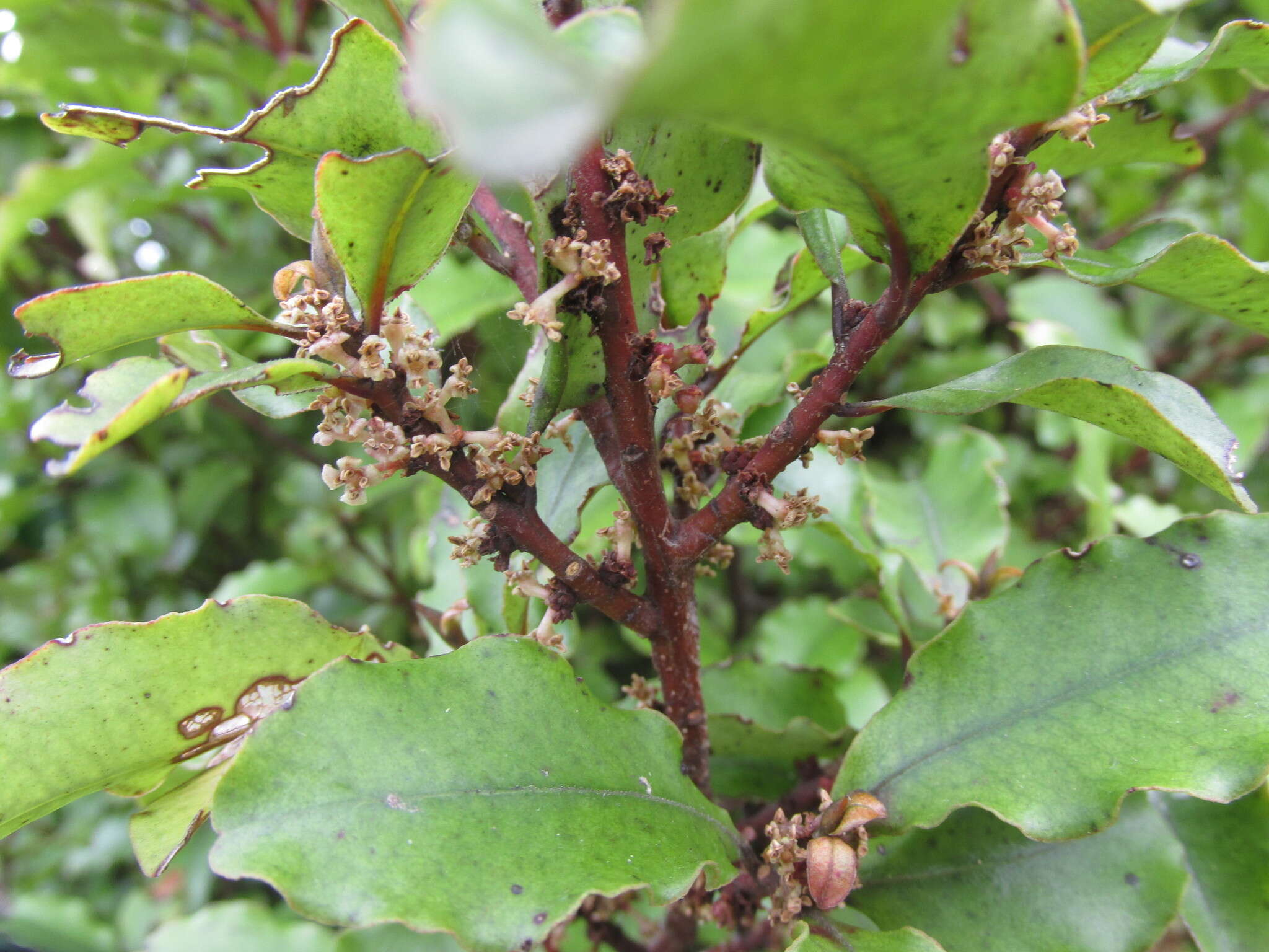 Plancia ëd Myrsine australis (A. Rich.) Allan