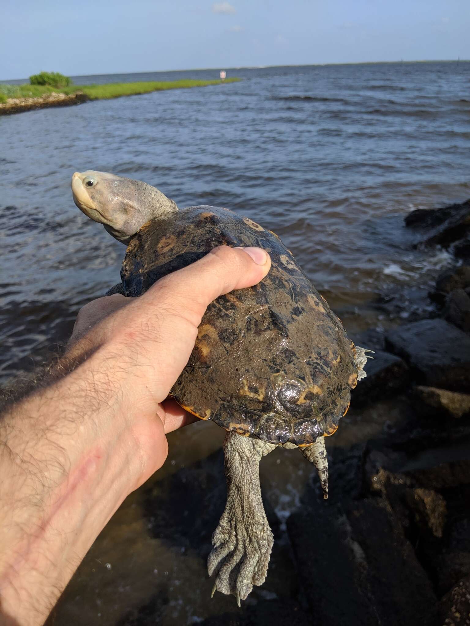 Image of Malaclemys terrapin macrospilota (Hay 1904)