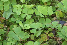 Image of hairy waterclover