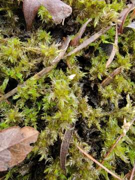 Sphagnum platyphyllum Warnstorf 1884的圖片