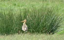 Слика од Limosa limosa limosa (Linnaeus 1758)