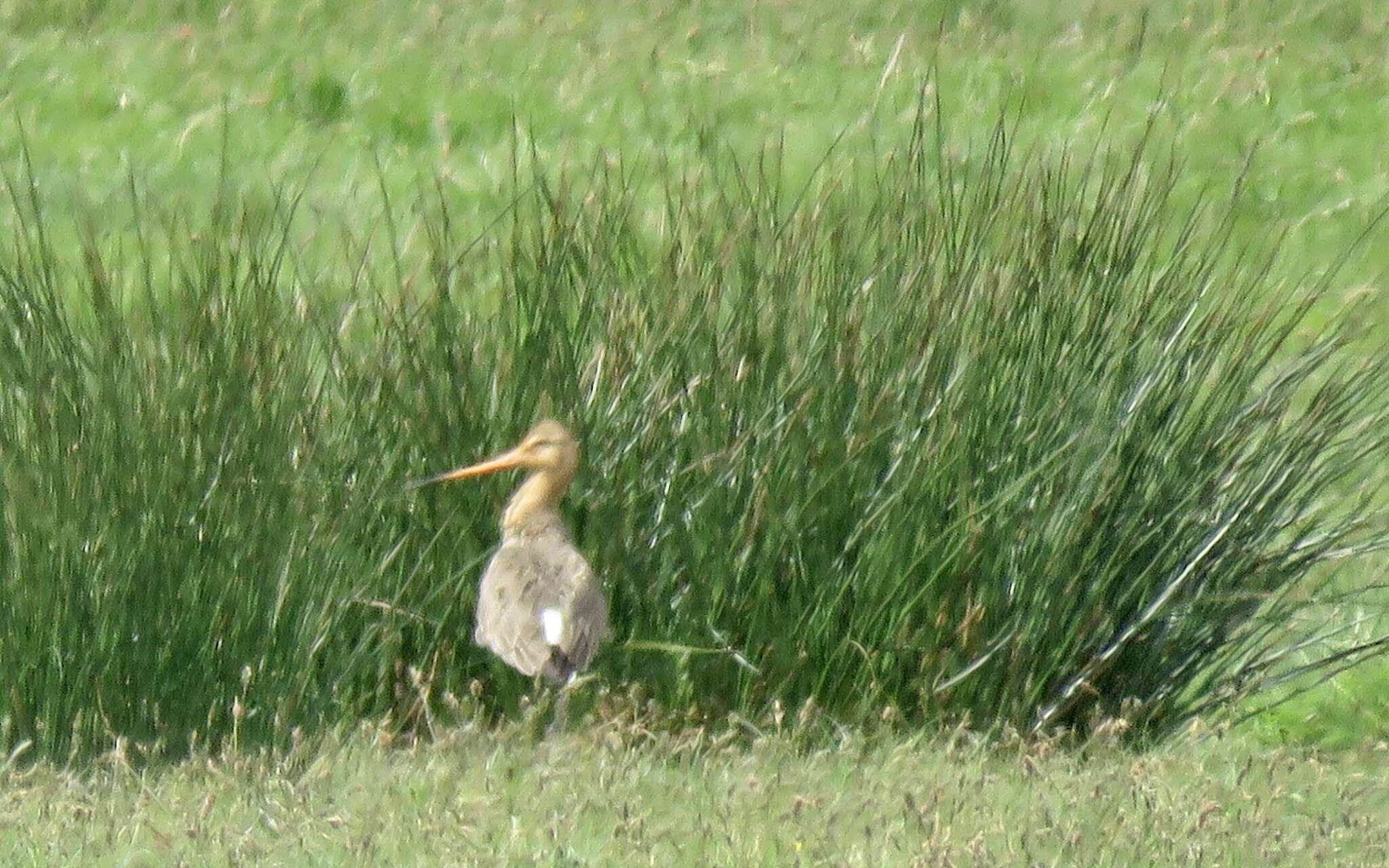 Image of Limosa limosa limosa (Linnaeus 1758)