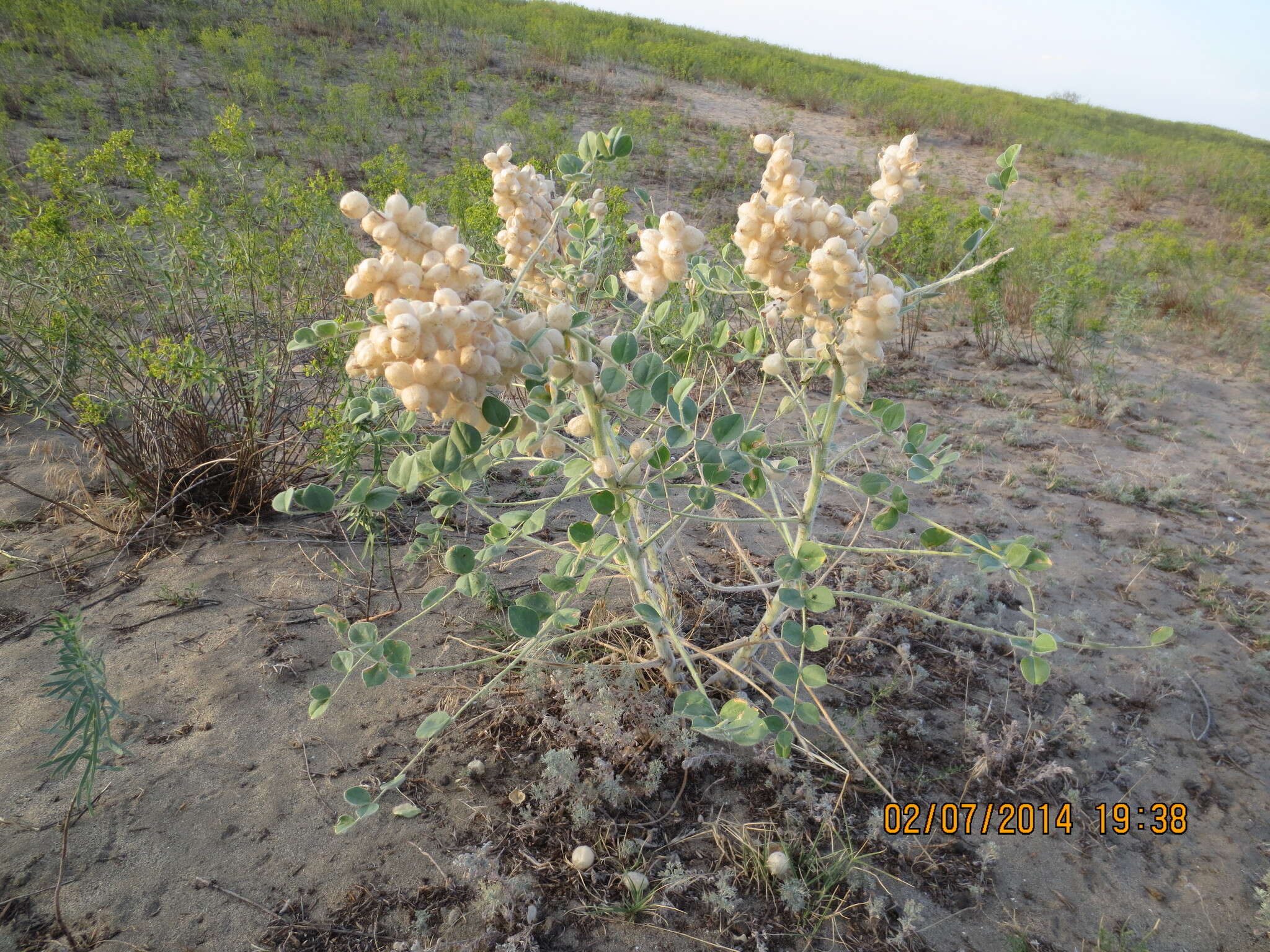Imagem de Astragalus lehmannianus Bunge