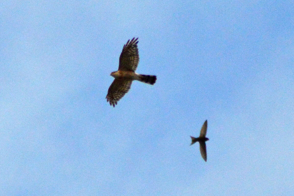 Image of Japanese Sparrowhawk