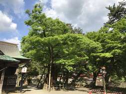 Image of Japanese Zelkova