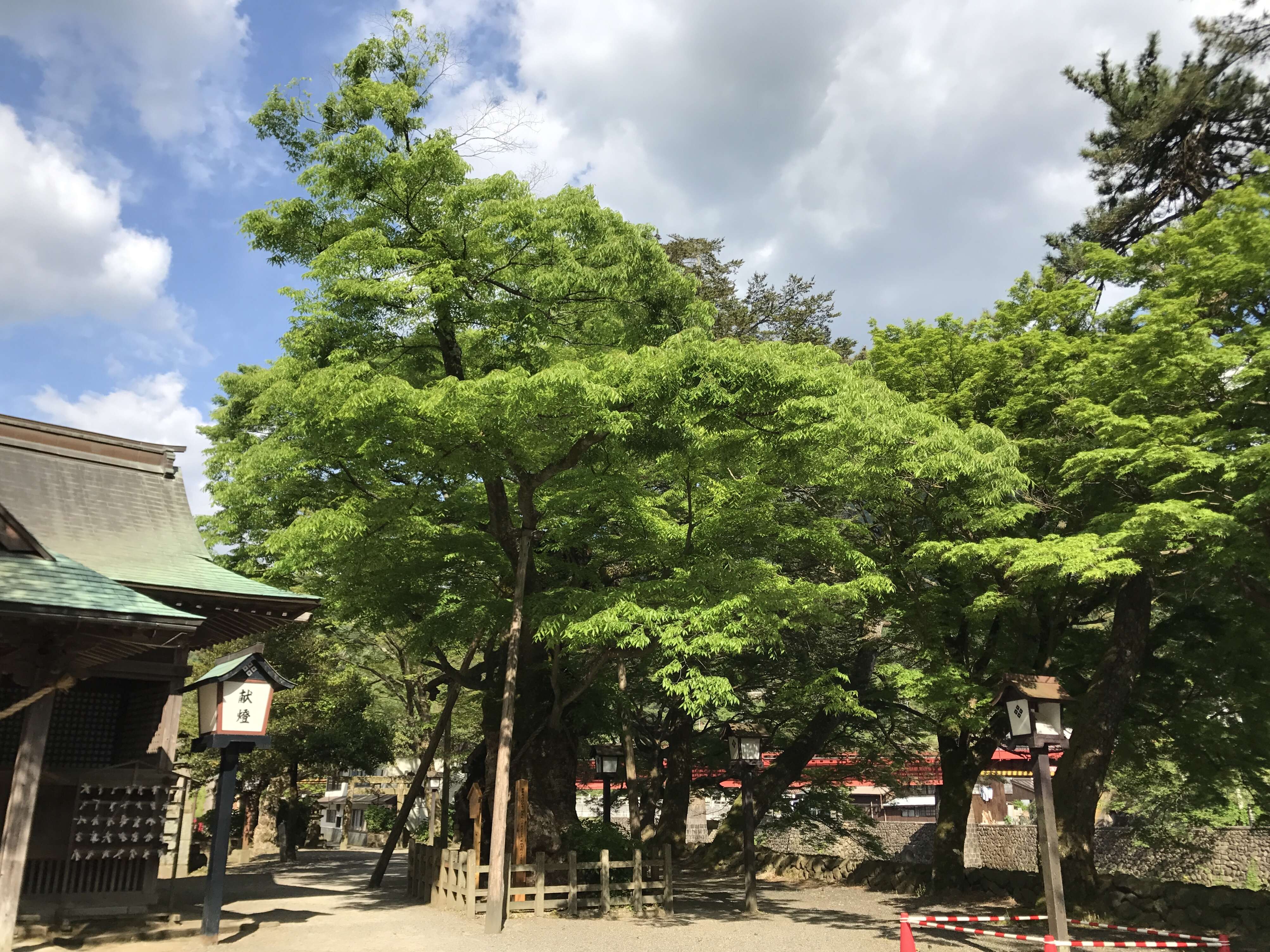 Image of Japanese Zelkova