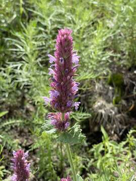 Imagem de Agastache pallidiflora subsp. neomexicana (Briq.) Lint & Epling