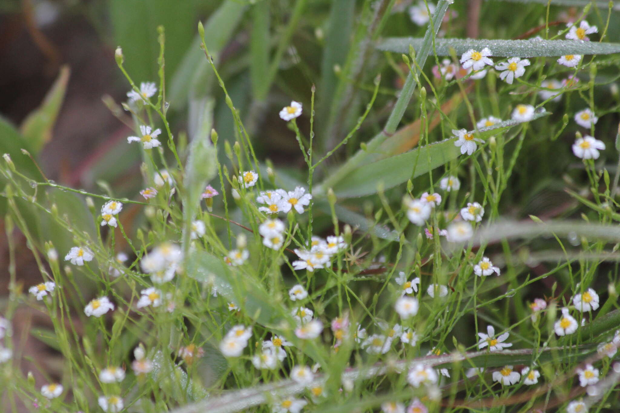 Image of Arkansas leastdaisy