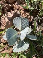 Asclepias nummularia Torr. resmi