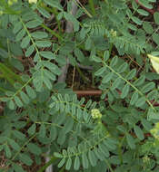 صورة Astragalus curvicarpus var. subglaber (Rydb.) Barneby