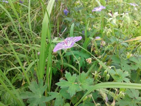 Image of Geranium wlassovianum Fisch. ex Link