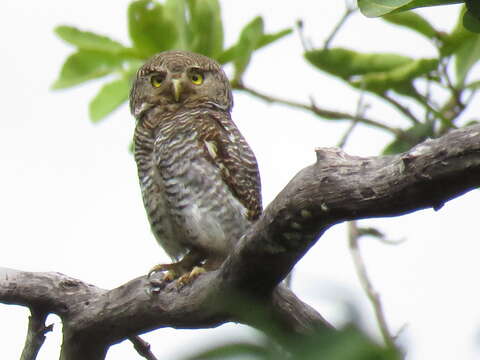 Image of Jungle Owlet