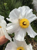 Image of Coulter's Matilija poppy