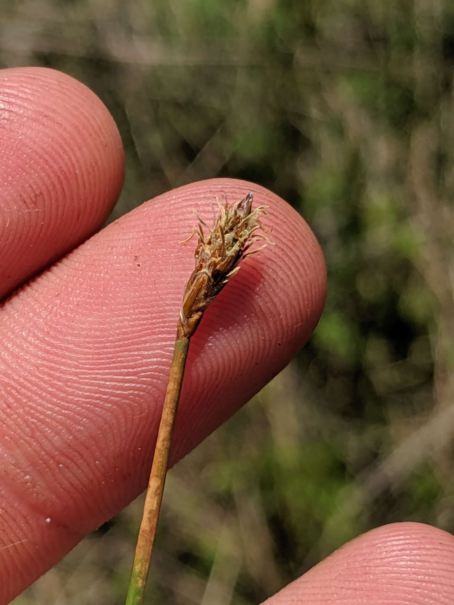 Imagem de Eleocharis quinqueflora (Hartmann) O. Schwarz